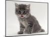 Domestic Cat, Fluffy Tabby Kitten Miaowing-Jane Burton-Mounted Premium Photographic Print