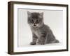 Domestic Cat, Fluffy Tabby Kitten Miaowing-Jane Burton-Framed Photographic Print