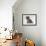 Domestic Cat, Fluffy Tabby Kitten Miaowing-Jane Burton-Framed Photographic Print displayed on a wall