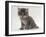 Domestic Cat, Fluffy Tabby Kitten Miaowing-Jane Burton-Framed Photographic Print