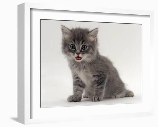 Domestic Cat, Fluffy Tabby Kitten Miaowing-Jane Burton-Framed Photographic Print