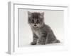 Domestic Cat, Fluffy Tabby Kitten Miaowing-Jane Burton-Framed Photographic Print