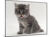 Domestic Cat, Fluffy Tabby Kitten Miaowing-Jane Burton-Mounted Photographic Print