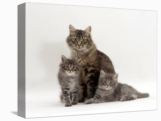 Domestic Cat, Fluffy Tabby with Her Two Kittens-Jane Burton-Stretched Canvas