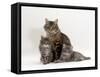 Domestic Cat, Fluffy Tabby with Her Two Kittens-Jane Burton-Framed Stretched Canvas