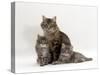 Domestic Cat, Fluffy Tabby with Her Two Kittens-Jane Burton-Stretched Canvas