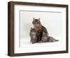 Domestic Cat, Fluffy Tabby with Her Two Kittens-Jane Burton-Framed Premium Photographic Print