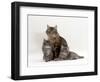 Domestic Cat, Fluffy Tabby with Her Two Kittens-Jane Burton-Framed Premium Photographic Print