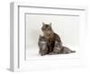 Domestic Cat, Fluffy Tabby with Her Two Kittens-Jane Burton-Framed Premium Photographic Print