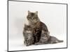 Domestic Cat, Fluffy Tabby with Her Two Kittens-Jane Burton-Mounted Premium Photographic Print