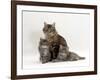 Domestic Cat, Fluffy Tabby with Her Two Kittens-Jane Burton-Framed Photographic Print