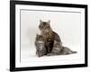 Domestic Cat, Fluffy Tabby with Her Two Kittens-Jane Burton-Framed Photographic Print