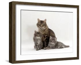 Domestic Cat, Fluffy Tabby with Her Two Kittens-Jane Burton-Framed Photographic Print