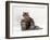 Domestic Cat, Fluffy Tabby with Her Two Kittens-Jane Burton-Framed Photographic Print