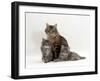 Domestic Cat, Fluffy Tabby with Her Two Kittens-Jane Burton-Framed Photographic Print