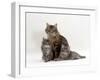 Domestic Cat, Fluffy Tabby with Her Two Kittens-Jane Burton-Framed Photographic Print