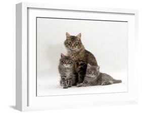 Domestic Cat, Fluffy Tabby with Her Two Kittens-Jane Burton-Framed Photographic Print