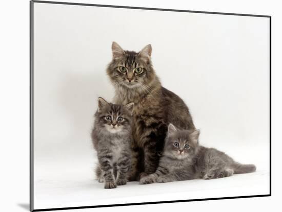 Domestic Cat, Fluffy Tabby with Her Two Kittens-Jane Burton-Mounted Photographic Print