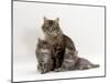 Domestic Cat, Fluffy Tabby with Her Two Kittens-Jane Burton-Mounted Photographic Print