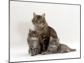 Domestic Cat, Fluffy Tabby with Her Two Kittens-Jane Burton-Mounted Photographic Print