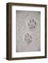 Domestic Cat, footprint (front foot at top, back foot at bottom) in snow, Clearwater-Chris & Tilde Stuart-Framed Photographic Print