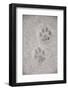 Domestic Cat, footprint (front foot at top, back foot at bottom) in snow, Clearwater-Chris & Tilde Stuart-Framed Photographic Print