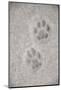 Domestic Cat, footprint (front foot at top, back foot at bottom) in snow, Clearwater-Chris & Tilde Stuart-Mounted Photographic Print