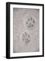 Domestic Cat, footprint (front foot at top, back foot at bottom) in snow, Clearwater-Chris & Tilde Stuart-Framed Photographic Print