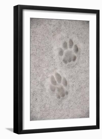 Domestic Cat, footprint (front foot at top, back foot at bottom) in snow, Clearwater-Chris & Tilde Stuart-Framed Photographic Print