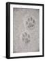 Domestic Cat, footprint (front foot at top, back foot at bottom) in snow, Clearwater-Chris & Tilde Stuart-Framed Photographic Print