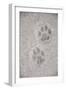 Domestic Cat, footprint (front foot at top, back foot at bottom) in snow, Clearwater-Chris & Tilde Stuart-Framed Photographic Print