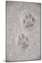 Domestic Cat, footprint (front foot at top, back foot at bottom) in snow, Clearwater-Chris & Tilde Stuart-Mounted Photographic Print