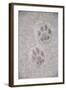 Domestic Cat, footprint (front foot at top, back foot at bottom) in snow, Clearwater-Chris & Tilde Stuart-Framed Photographic Print