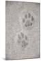 Domestic Cat, footprint (front foot at top, back foot at bottom) in snow, Clearwater-Chris & Tilde Stuart-Mounted Photographic Print