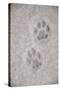 Domestic Cat, footprint (front foot at top, back foot at bottom) in snow, Clearwater-Chris & Tilde Stuart-Stretched Canvas