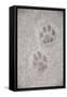 Domestic Cat, footprint (front foot at top, back foot at bottom) in snow, Clearwater-Chris & Tilde Stuart-Framed Stretched Canvas