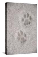 Domestic Cat, footprint (front foot at top, back foot at bottom) in snow, Clearwater-Chris & Tilde Stuart-Stretched Canvas