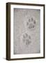 Domestic Cat, footprint (front foot at top, back foot at bottom) in snow, Clearwater-Chris & Tilde Stuart-Framed Premium Photographic Print