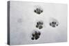 Domestic Cat, footprints in snow covered garden, Bacton, Suffolk-Marcus Webb-Stretched Canvas