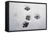 Domestic Cat, footprints in snow covered garden, Bacton, Suffolk-Marcus Webb-Framed Stretched Canvas