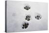 Domestic Cat, footprints in snow covered garden, Bacton, Suffolk-Marcus Webb-Stretched Canvas