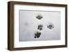 Domestic Cat, footprints in snow covered garden, Bacton, Suffolk-Marcus Webb-Framed Photographic Print