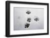 Domestic Cat, footprints in snow covered garden, Bacton, Suffolk-Marcus Webb-Framed Photographic Print