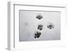 Domestic Cat, footprints in snow covered garden, Bacton, Suffolk-Marcus Webb-Framed Photographic Print