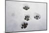 Domestic Cat, footprints in snow covered garden, Bacton, Suffolk-Marcus Webb-Mounted Photographic Print