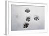 Domestic Cat, footprints in snow covered garden, Bacton, Suffolk-Marcus Webb-Framed Photographic Print