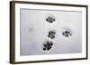 Domestic Cat, footprints in snow covered garden, Bacton, Suffolk-Marcus Webb-Framed Photographic Print