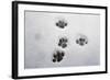 Domestic Cat, footprints in snow covered garden, Bacton, Suffolk-Marcus Webb-Framed Photographic Print