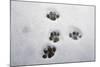 Domestic Cat, footprints in snow covered garden, Bacton, Suffolk-Marcus Webb-Mounted Photographic Print