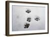 Domestic Cat, footprints in snow covered garden, Bacton, Suffolk-Marcus Webb-Framed Photographic Print